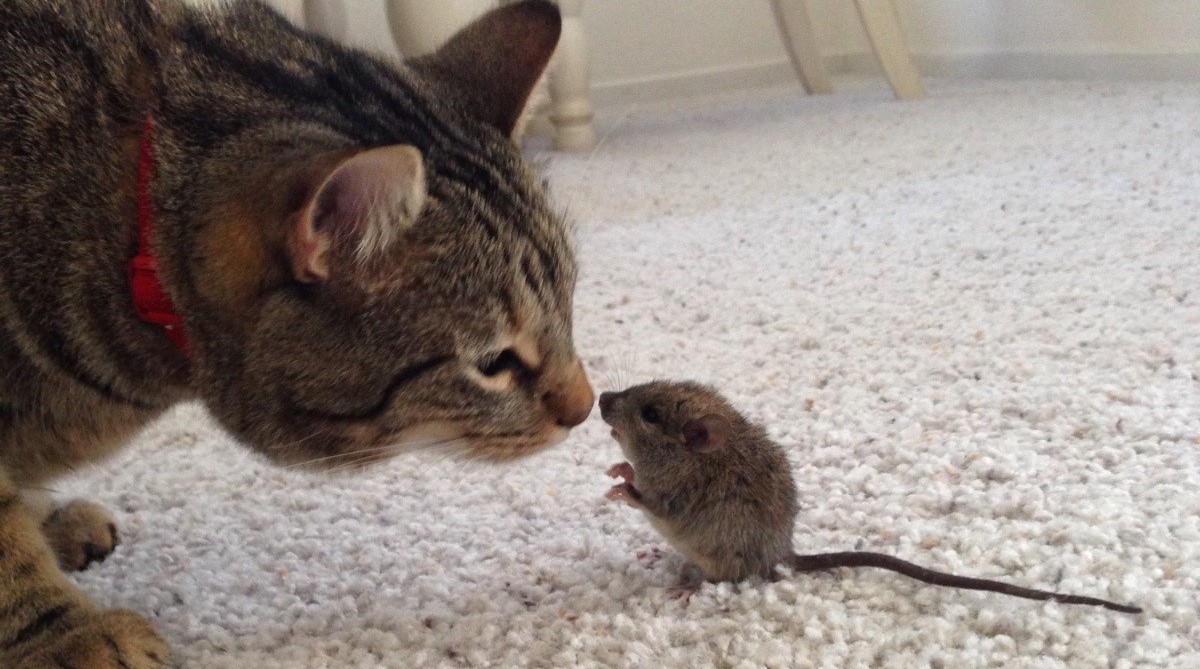 The Long-Term Effects of a Rodent Infestation