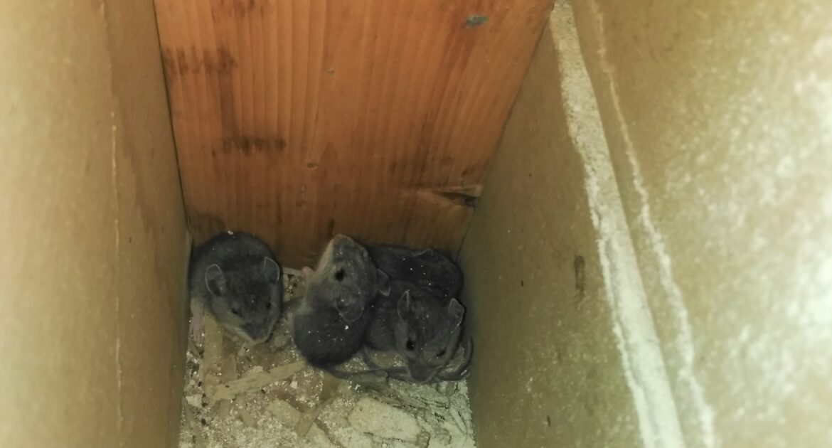 The Real Reason Mice Love Vinings Basements and Garages