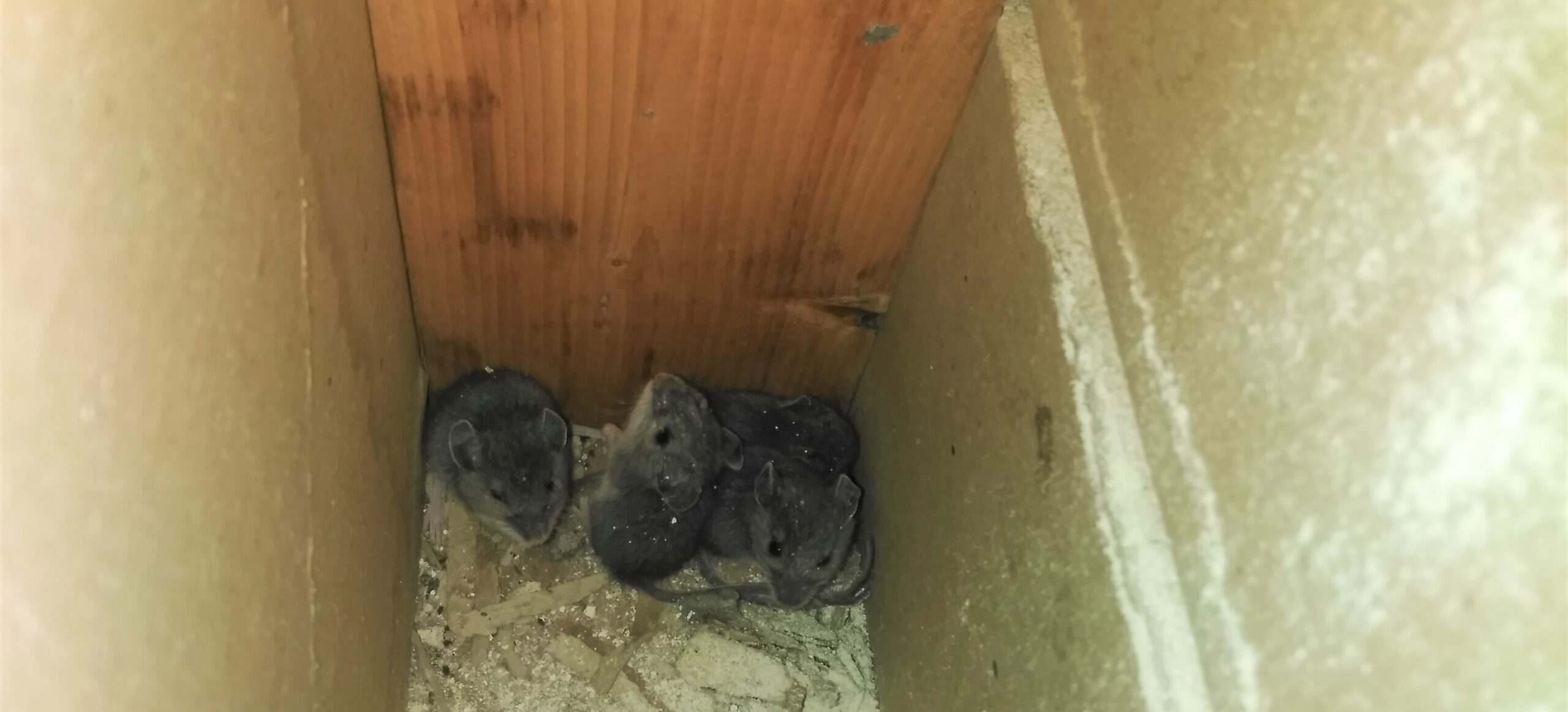 The Real Reason Mice Love Vinings Basements and Garages