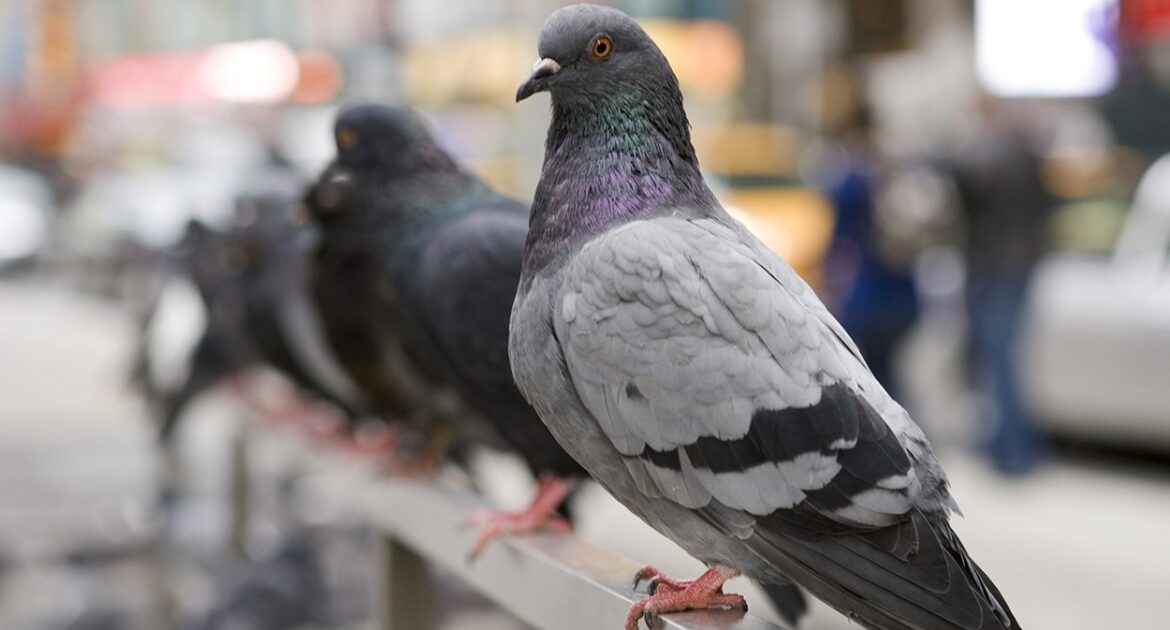 Victoria Wildlife Control - How Birds Could Be Putting Your Business At Risk