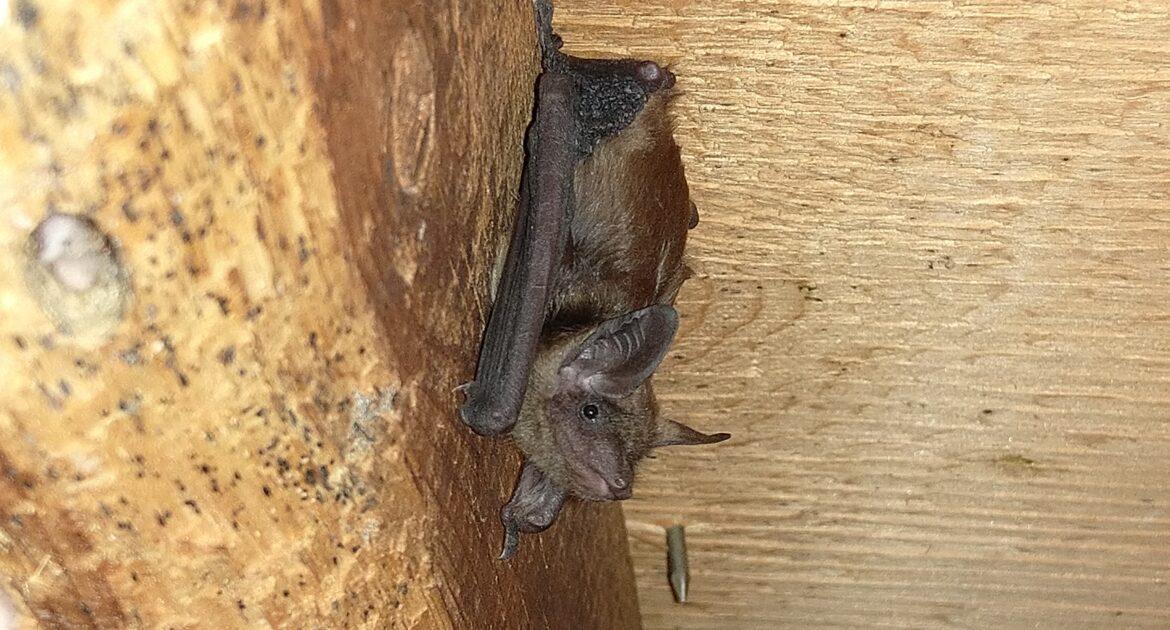 What Happens During a Professional Bat Removal in Sandy Springs