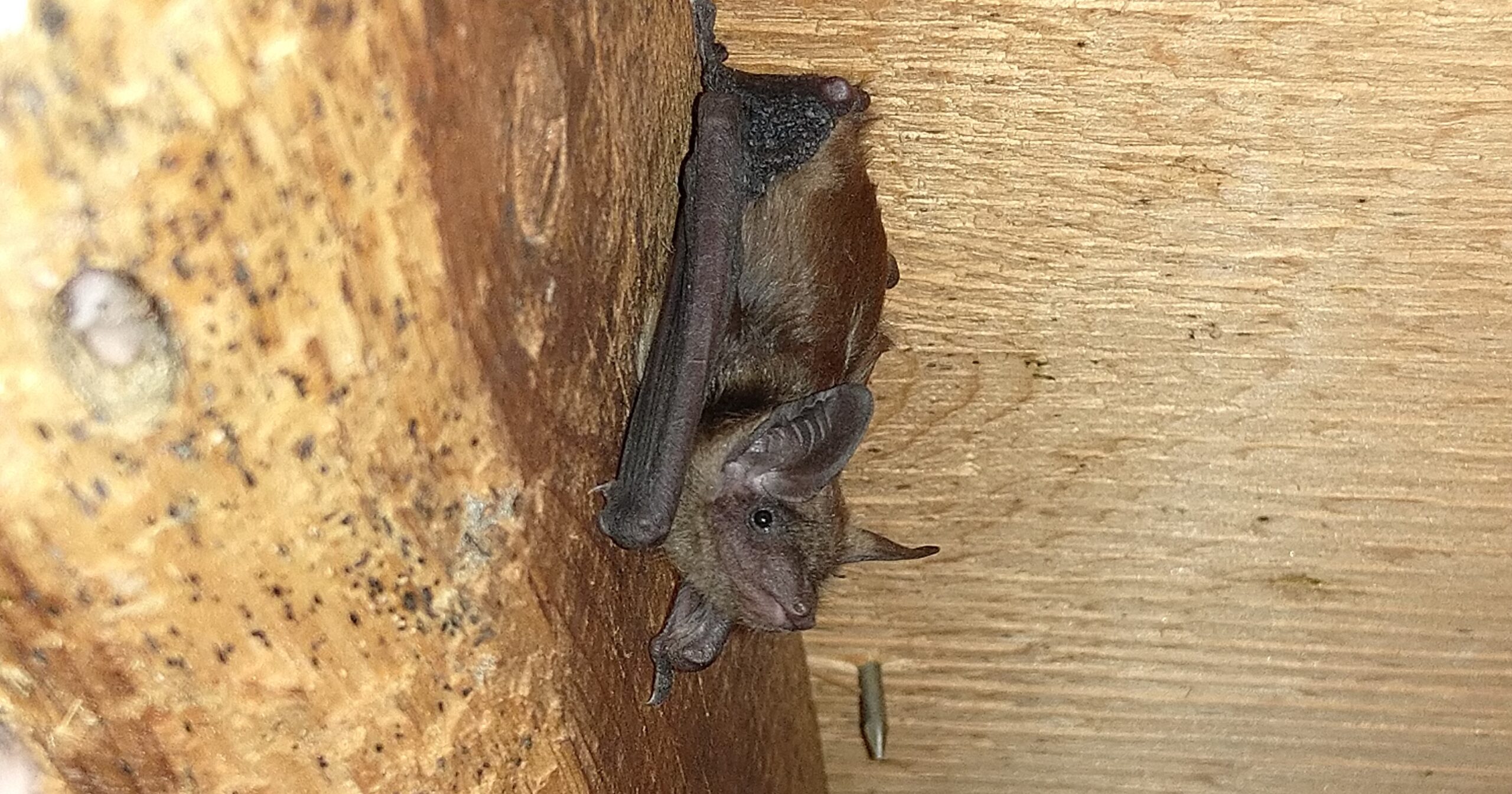 What Happens During a Professional Bat Removal in Sandy Springs