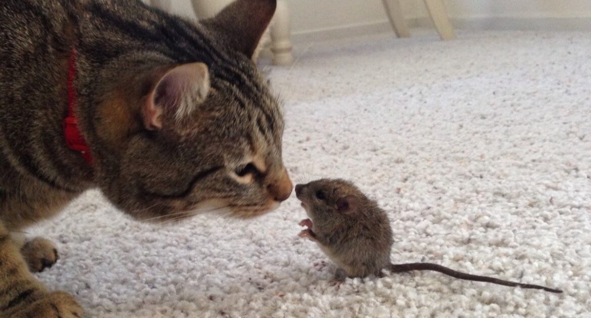 When Your Cat Catches a Rat In Your Madison Home - What Should You Do