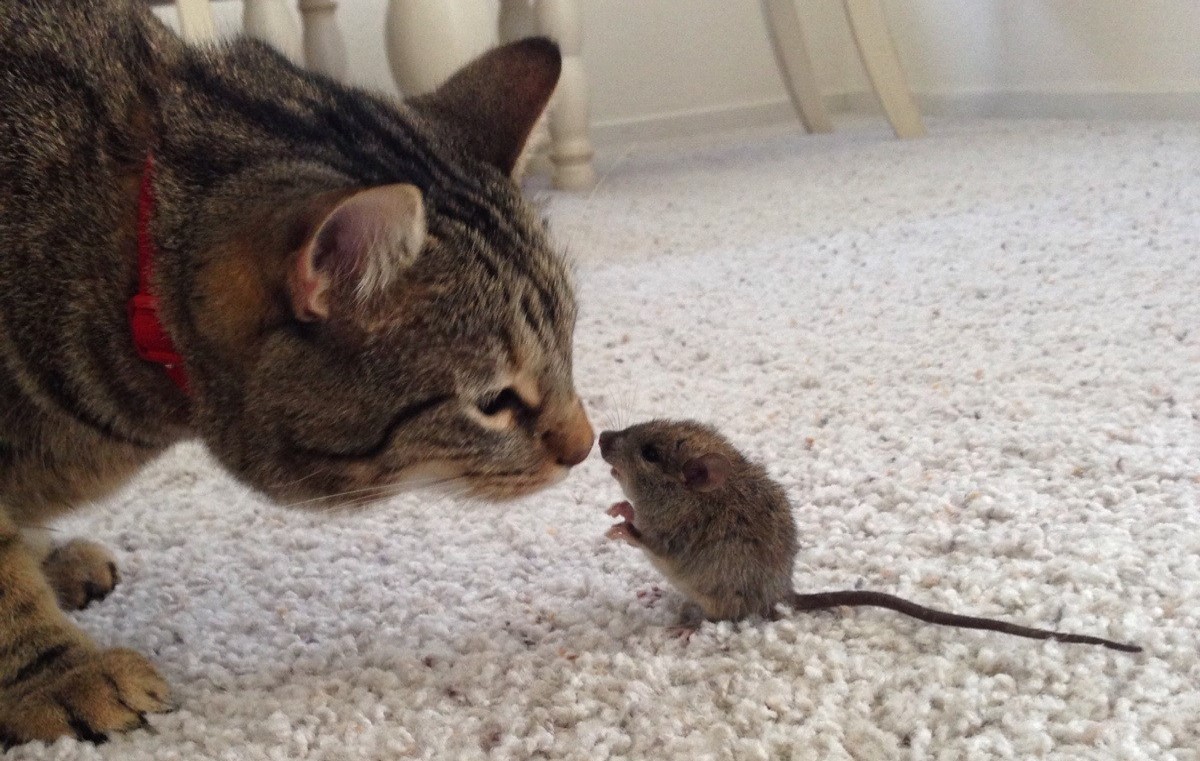 When Your Cat Catches a Rat In Your Madison Home - What Should You Do
