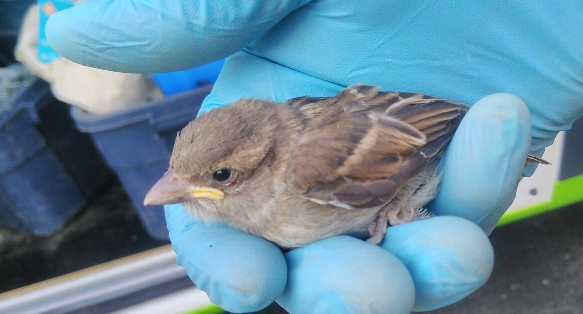Where You Might Find Sparrows Nesting Around Your Home