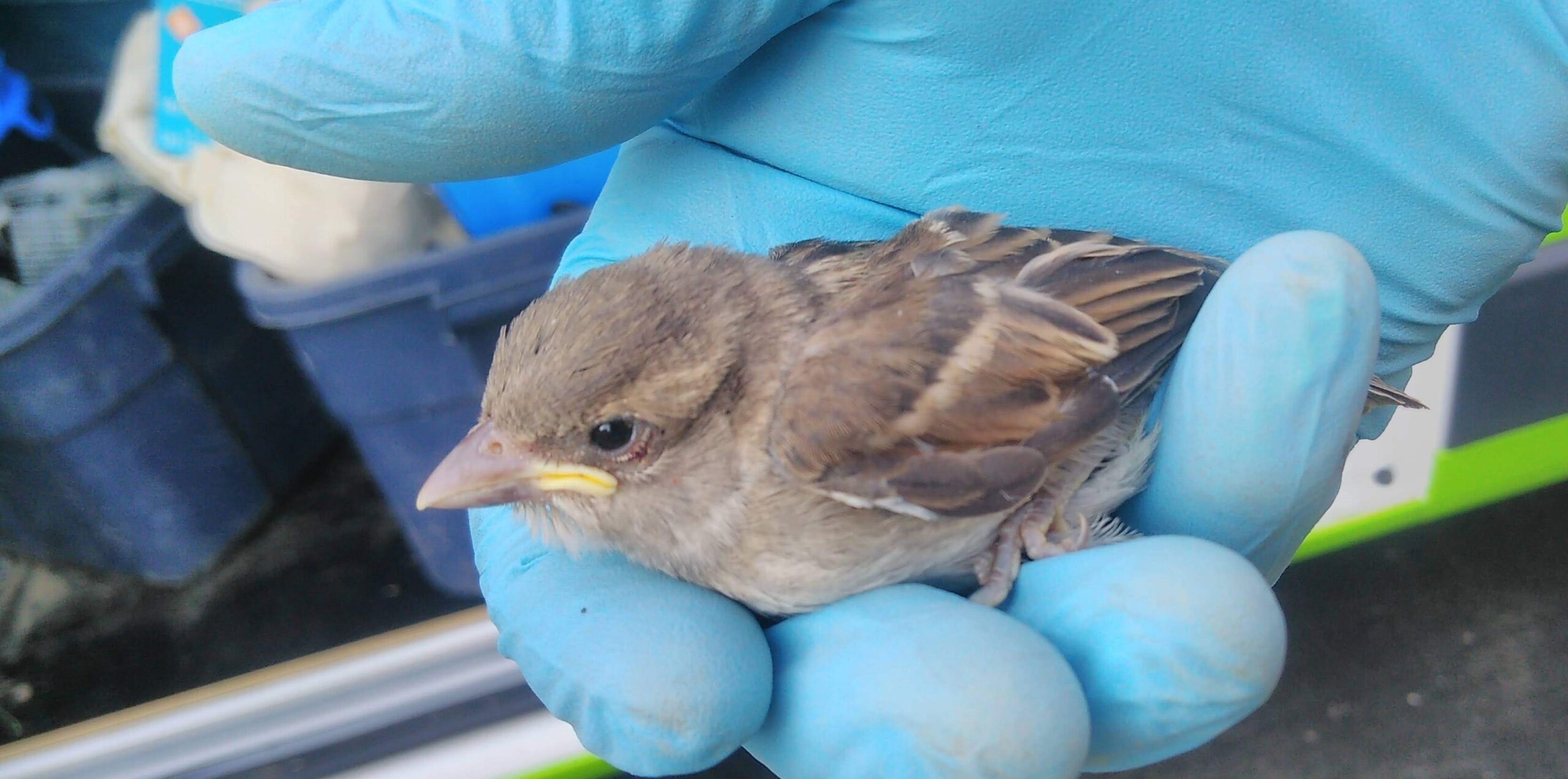 Where You Might Find Sparrows Nesting Around Your Home