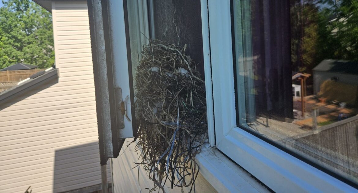 Why Are Birds Flying Into Your Windows