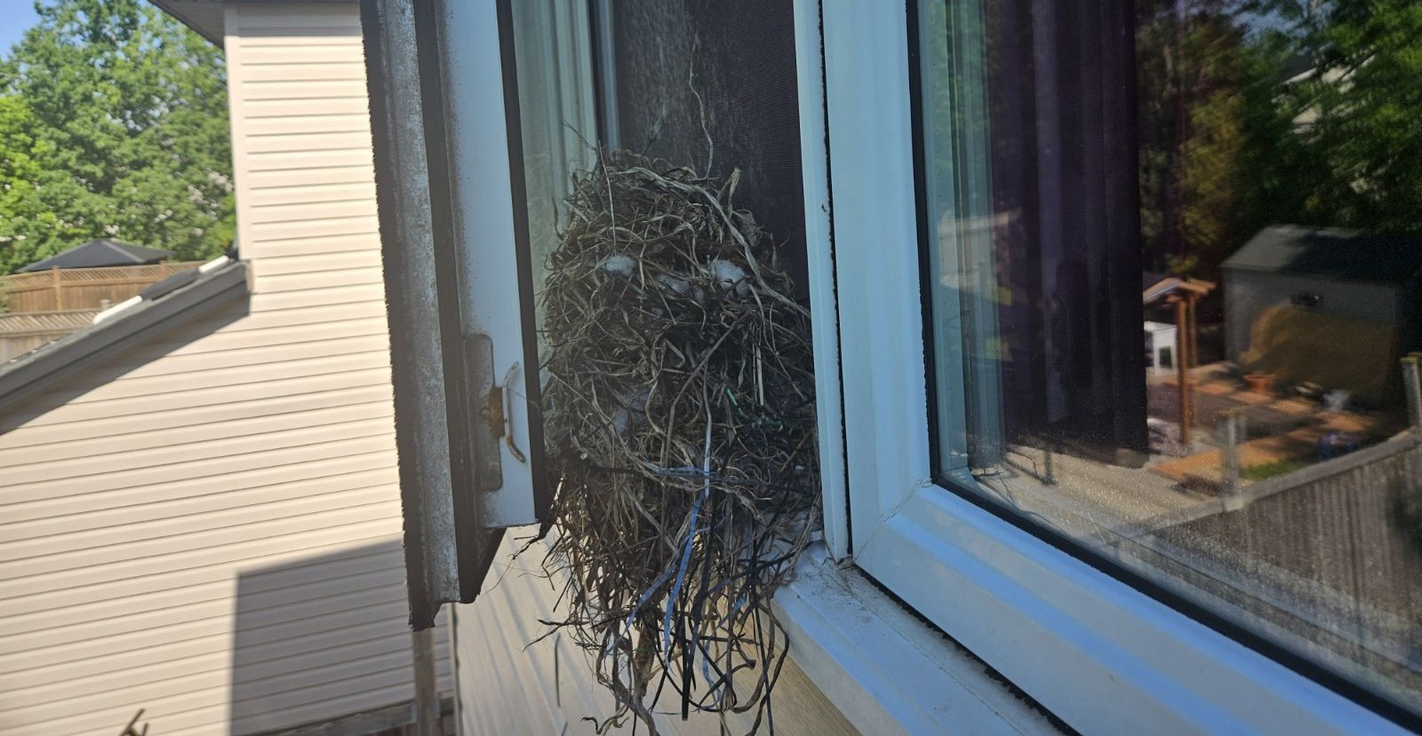 Why Are Birds Flying Into Your Windows