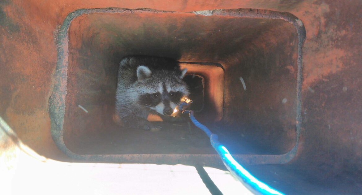 Why Do Raccoons Nest In Chimneys
