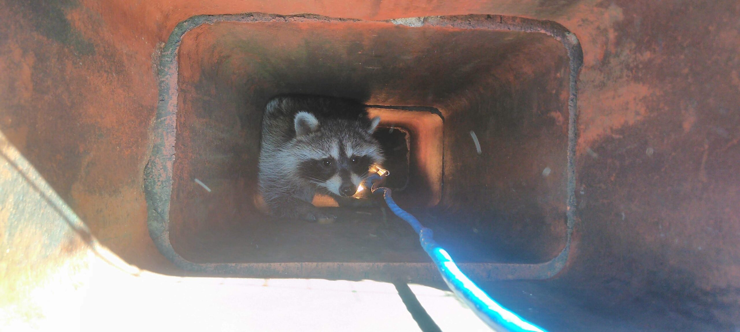 Why Do Raccoons Nest In Chimneys