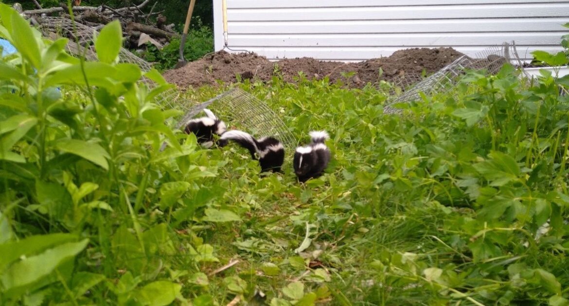 Why You Should Leave Skunks Alone