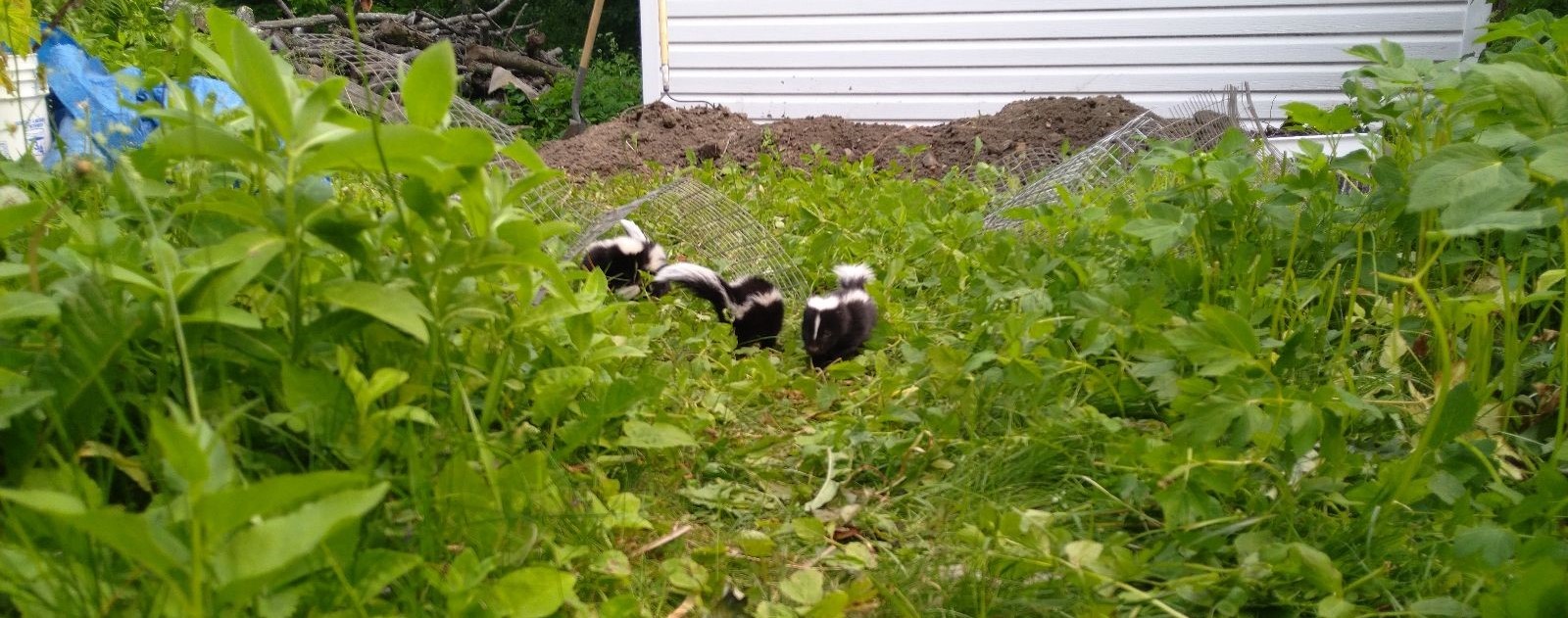 Why You Should Leave Skunks Alone