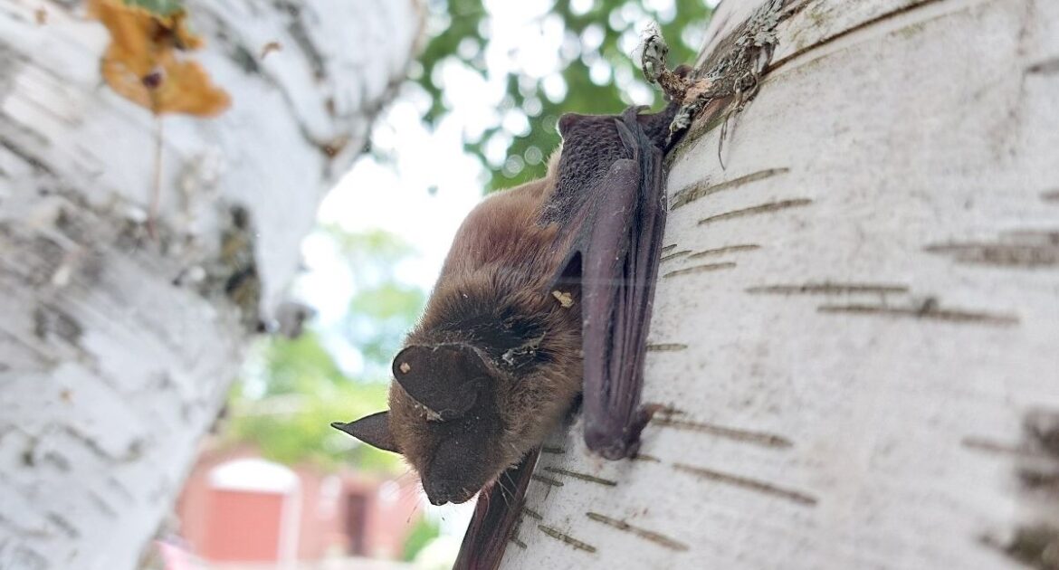 5 Surprising Facts About Bats In Atlanta