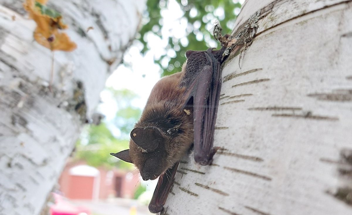 5 Surprising Facts About Bats In Atlanta