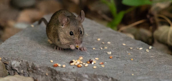 Are Mice Night Creatures - Discover Their Most Active Hours