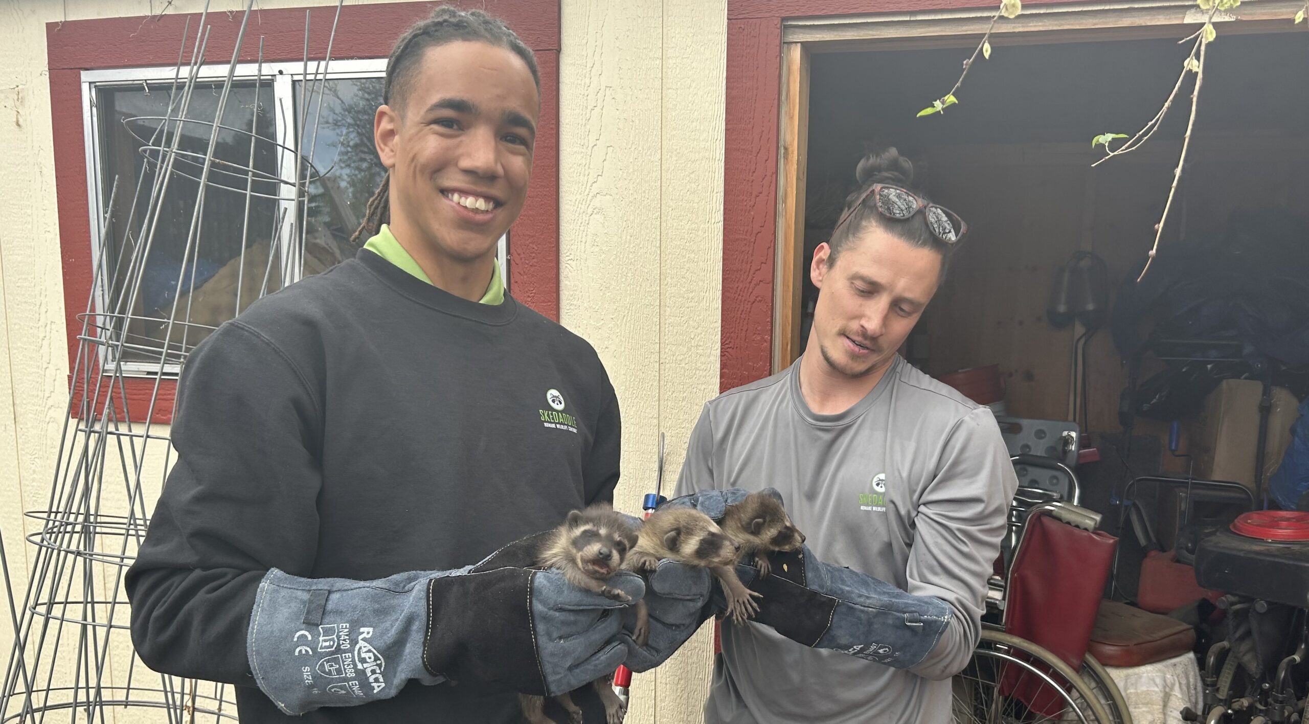 Denver raccoon 2