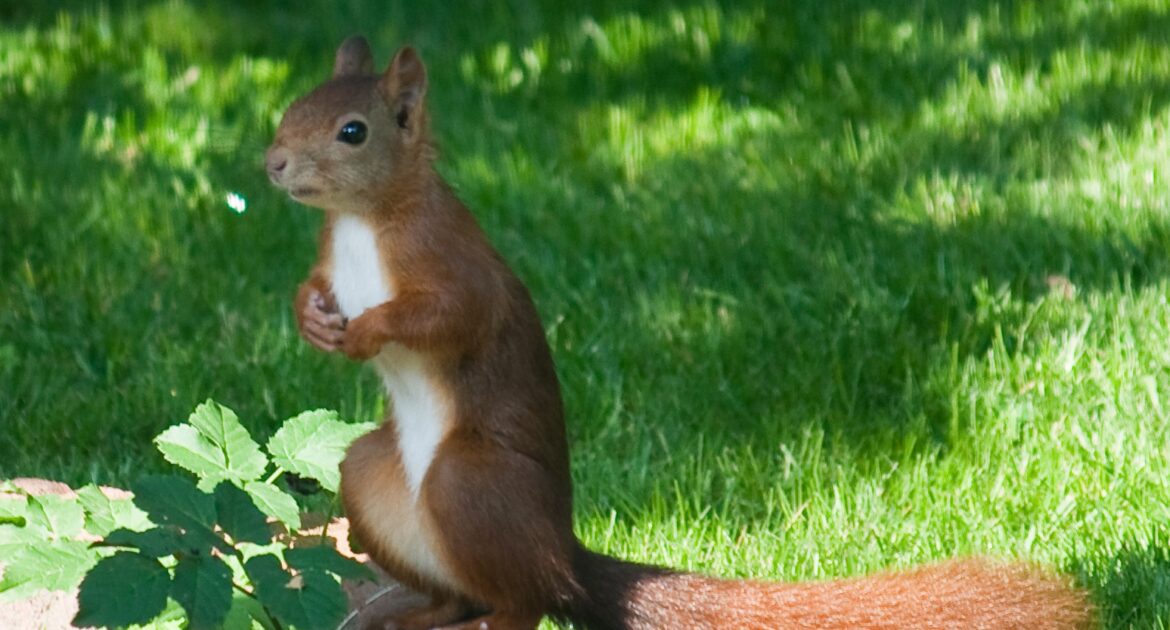 Grey, Red or Black Squirrels - Which Ones Cause The Most Damage