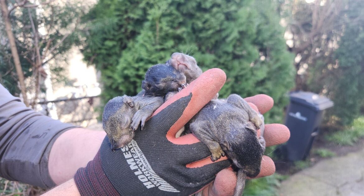 How Did Squirrels Get Into My Attic - Our Experts Weight In On Your Most Common Questions