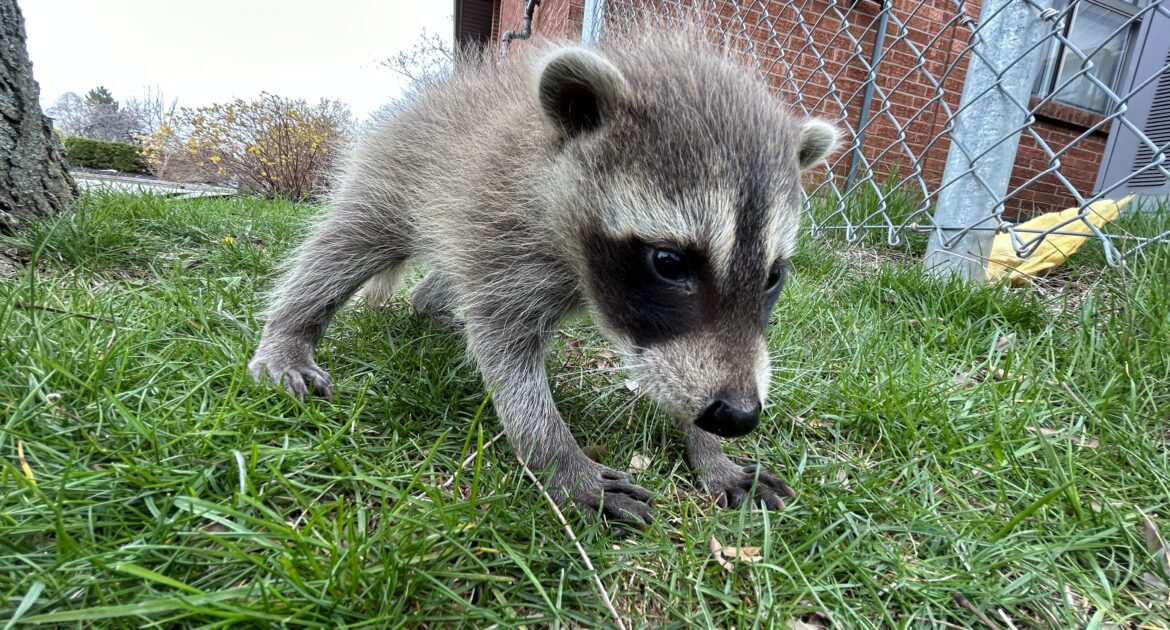 How Japanese Anime Sparked a Dangerous Love for Pet Raccoons