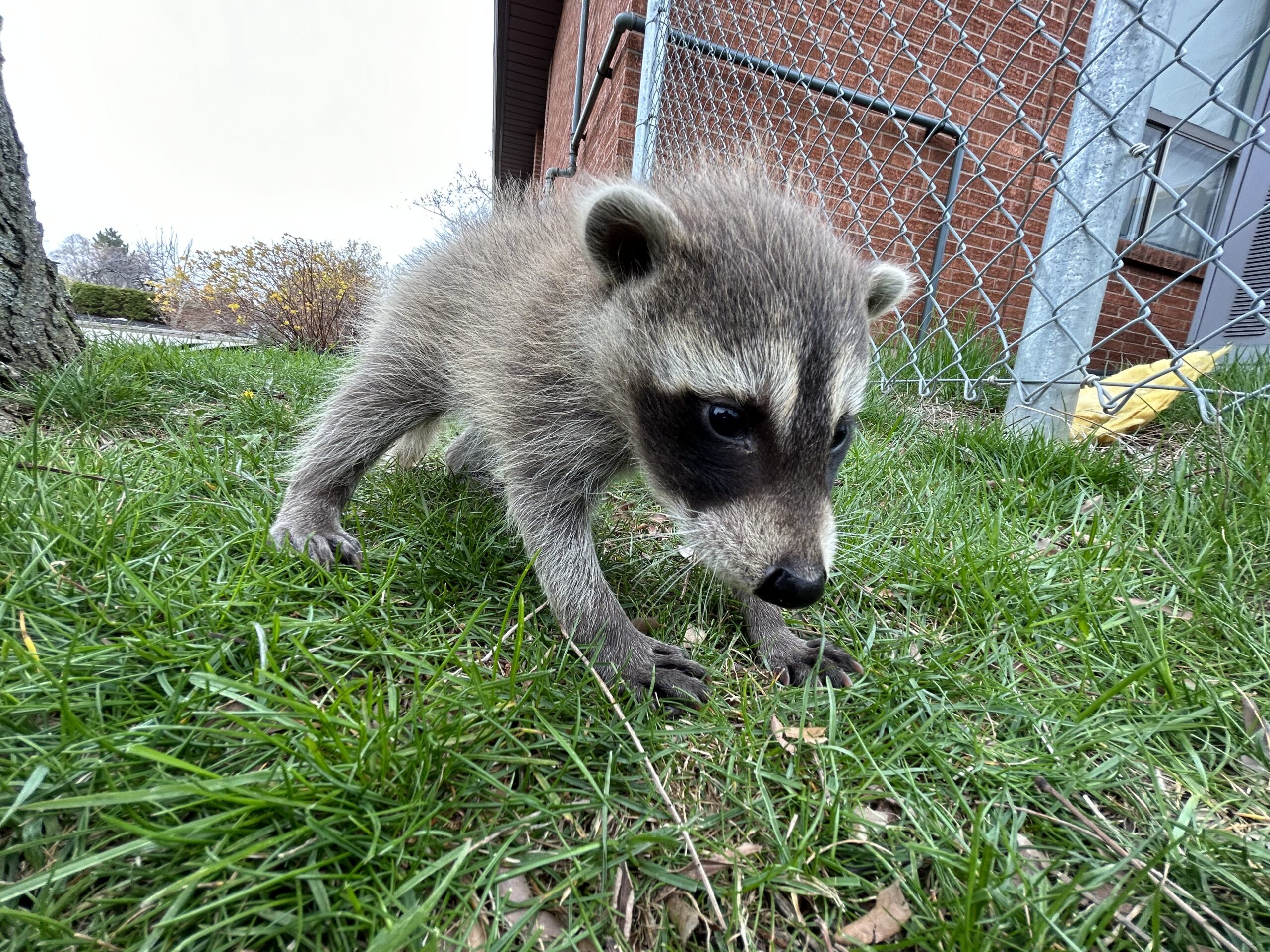 How Japanese Anime Sparked a Dangerous Love for Pet Raccoons