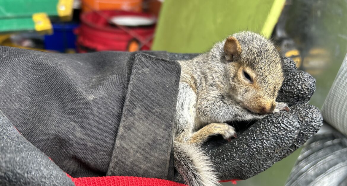 How Niagara Homeowners Can Protect Their Home Against Squirrel Invasions