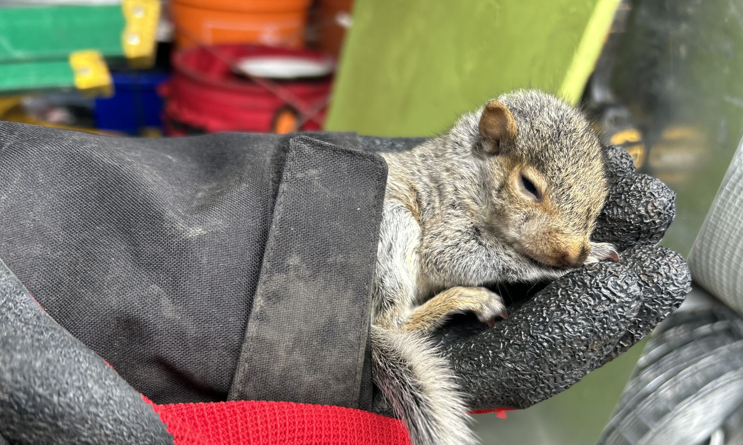How Niagara Homeowners Can Protect Their Home Against Squirrel Invasions