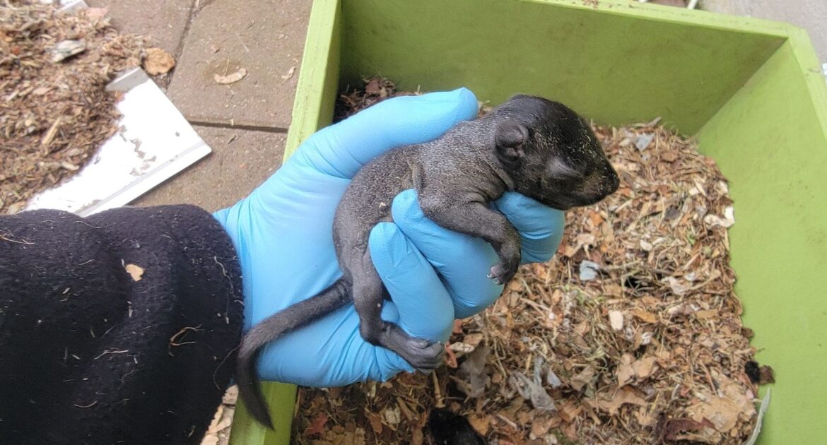 How To Get Squirrels To Stop Digging Up Your Garden This Summer