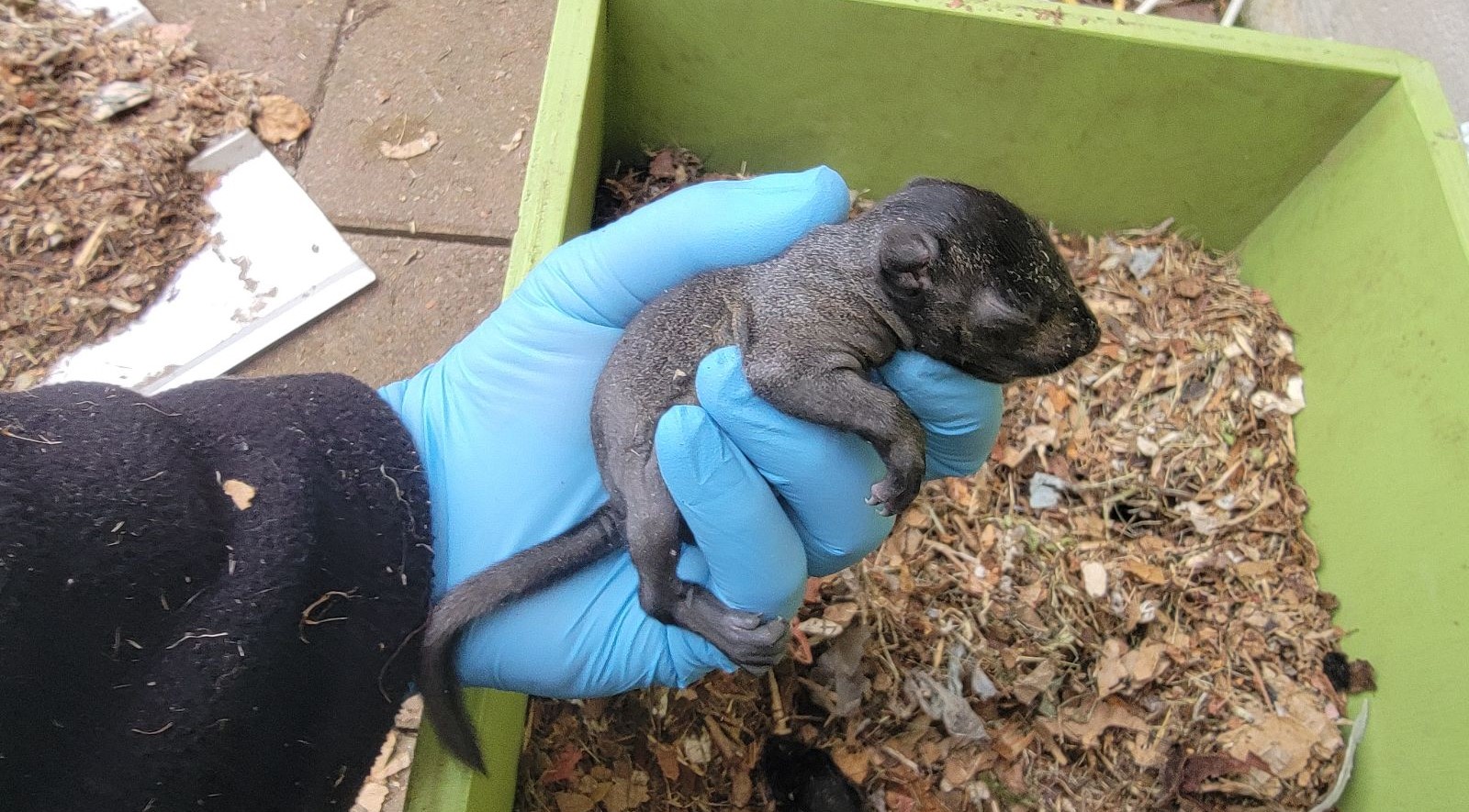 How To Get Squirrels To Stop Digging Up Your Garden This Summer