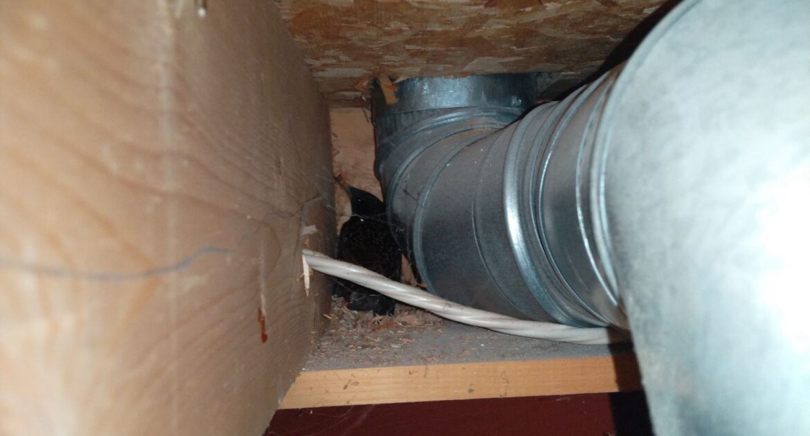 How To Prevent Birds From Nesting In Your Garage