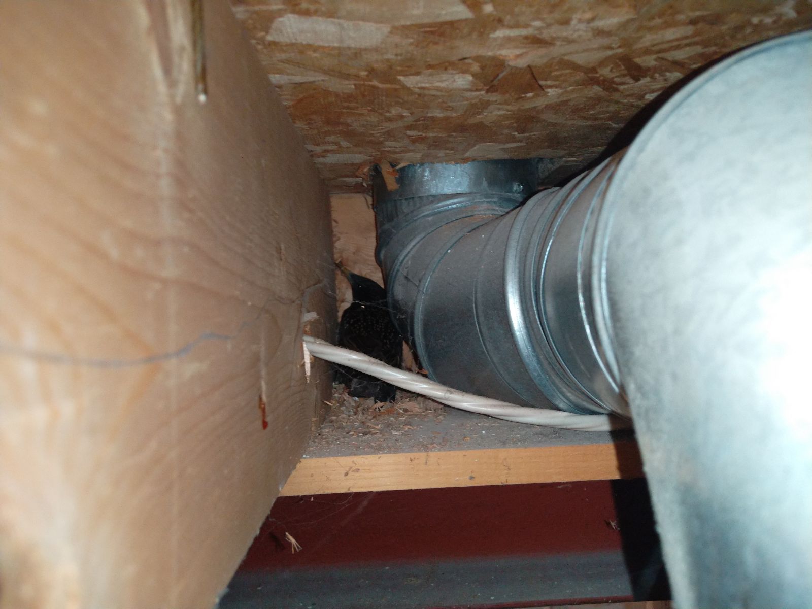 How To Prevent Birds From Nesting In Your Garage