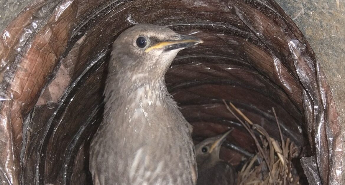 Is Bird Poop Dangerous