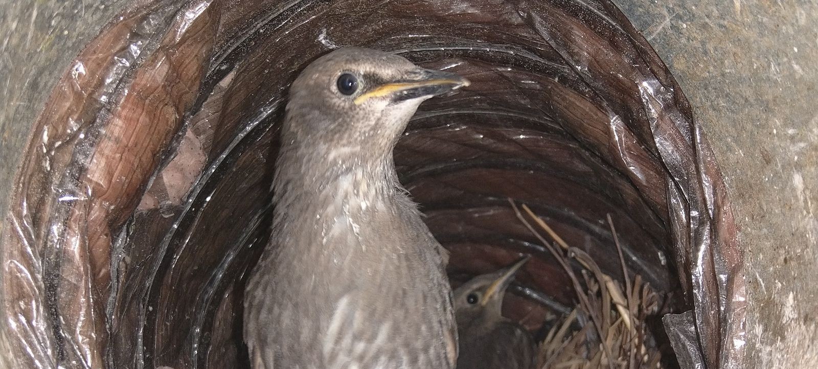 Is Bird Poop Dangerous