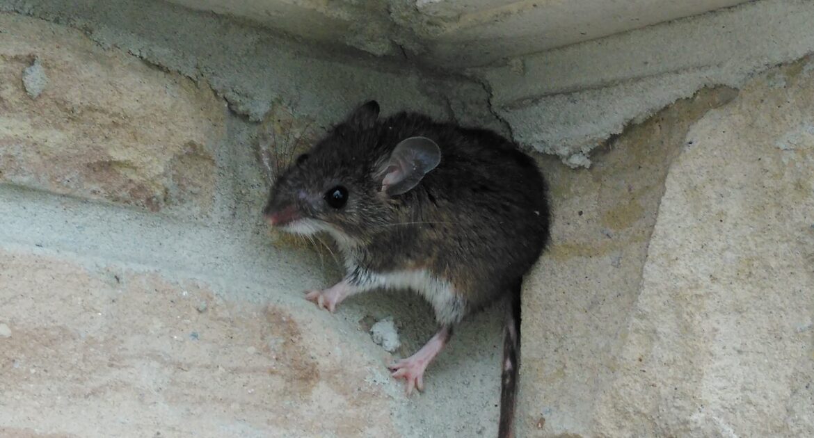 Is Your Backyard Compost Inviting Mice Into Your Home