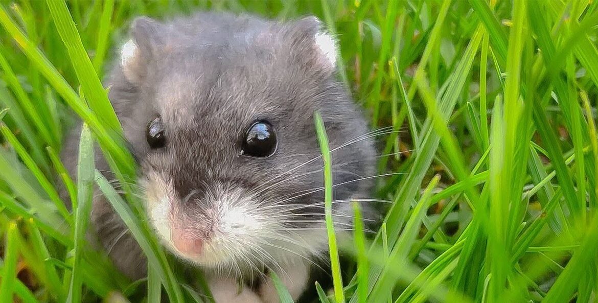 Mice in Your Yard - Find Out If They’re Invading Your Home