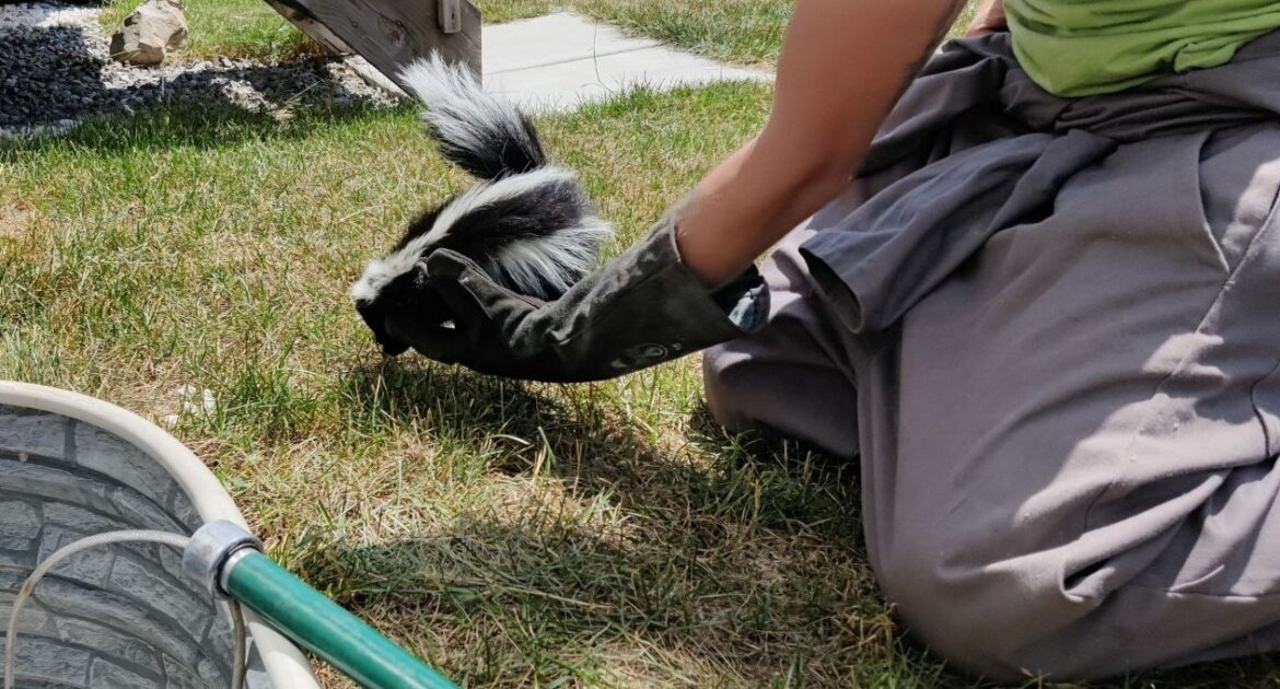 Niagara Wildlife Control - Do Skunks Have Any Natural Predators