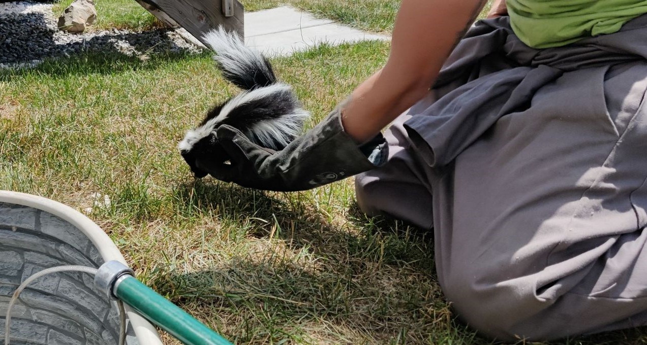 Niagara Wildlife Control - Do Skunks Have Any Natural Predators