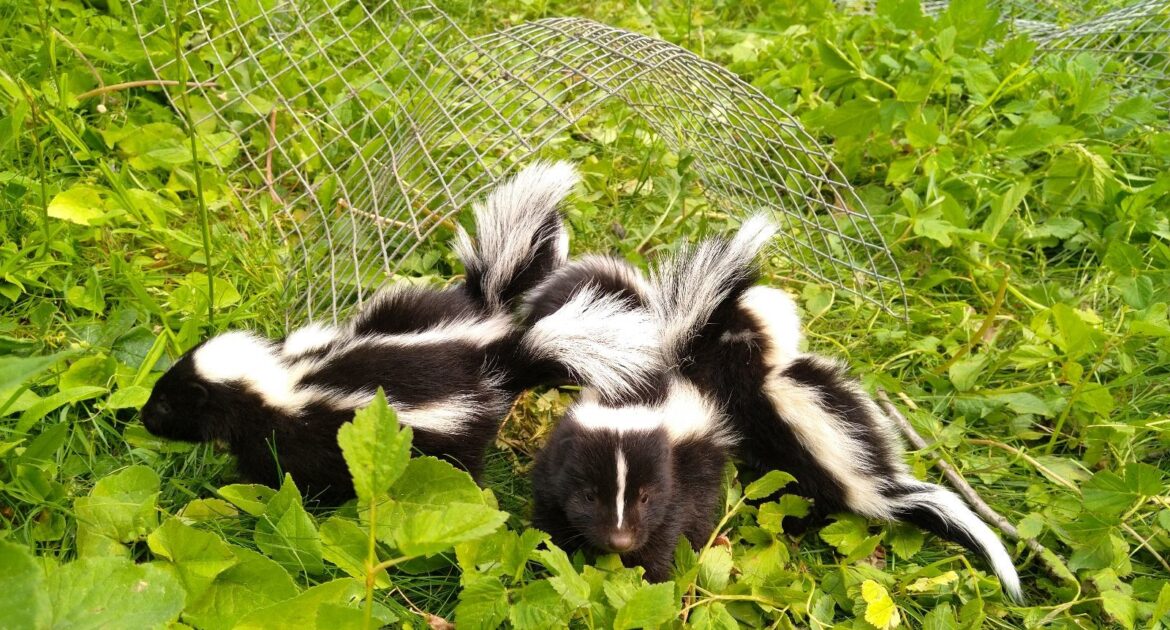 Ottawa Wildlife Control - How Often Do Skunks Spray