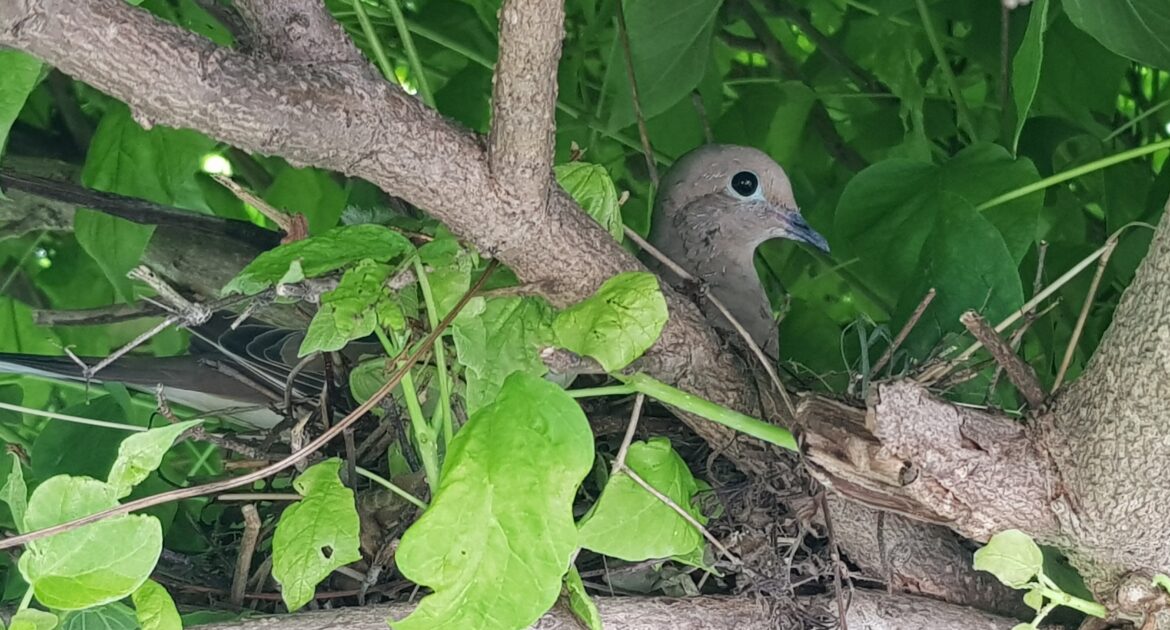 Exploring Montreal's Bird Nests - A Guide to Nature’s Tiny Homes