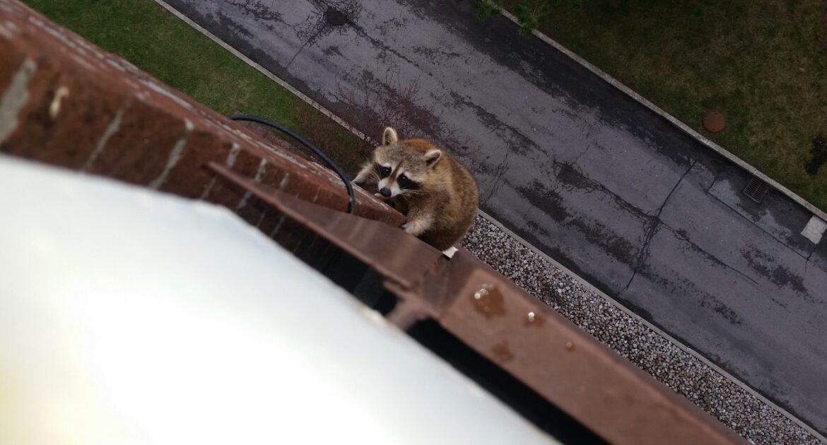 Raccoon Trouble - Spotting Paw Prints Around Your Home