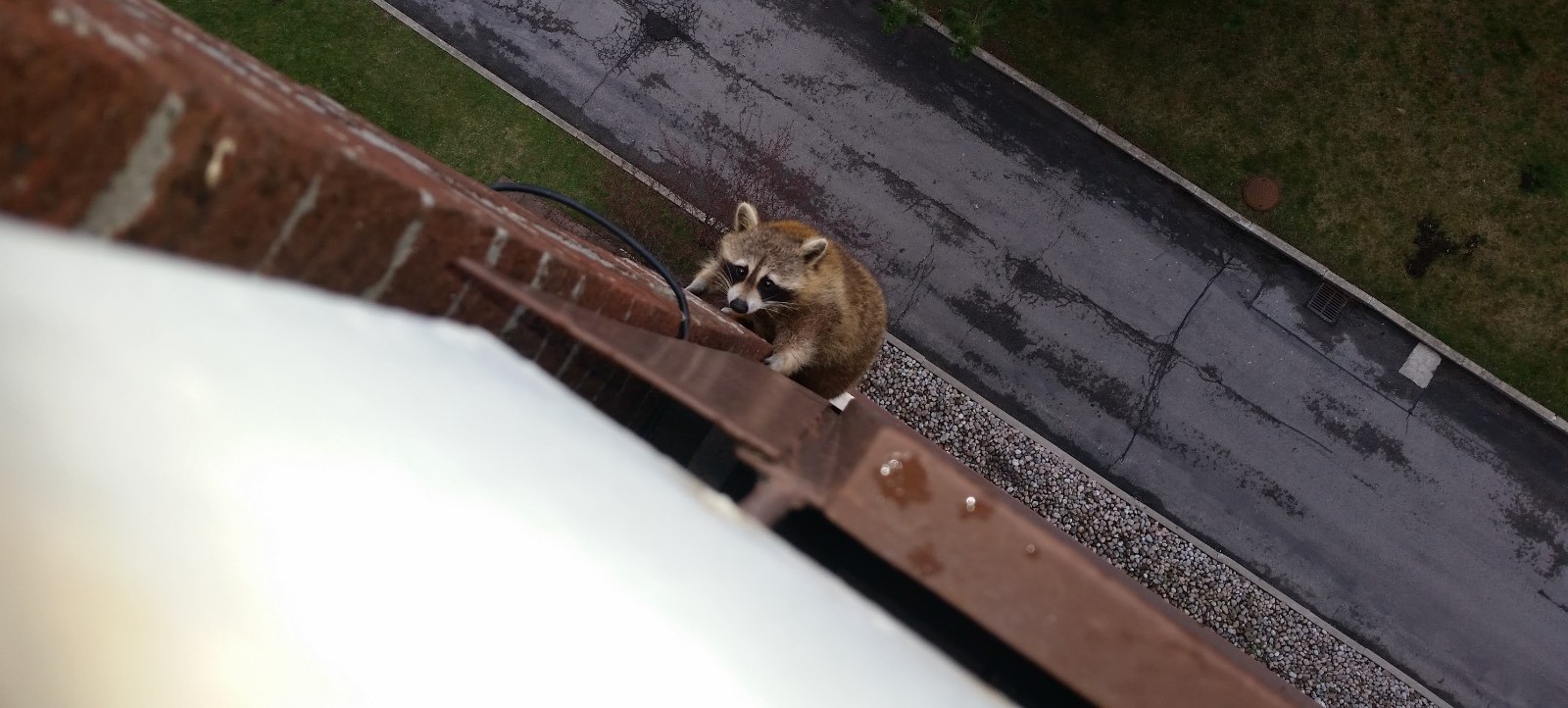 Raccoon Trouble - Spotting Paw Prints Around Your Home