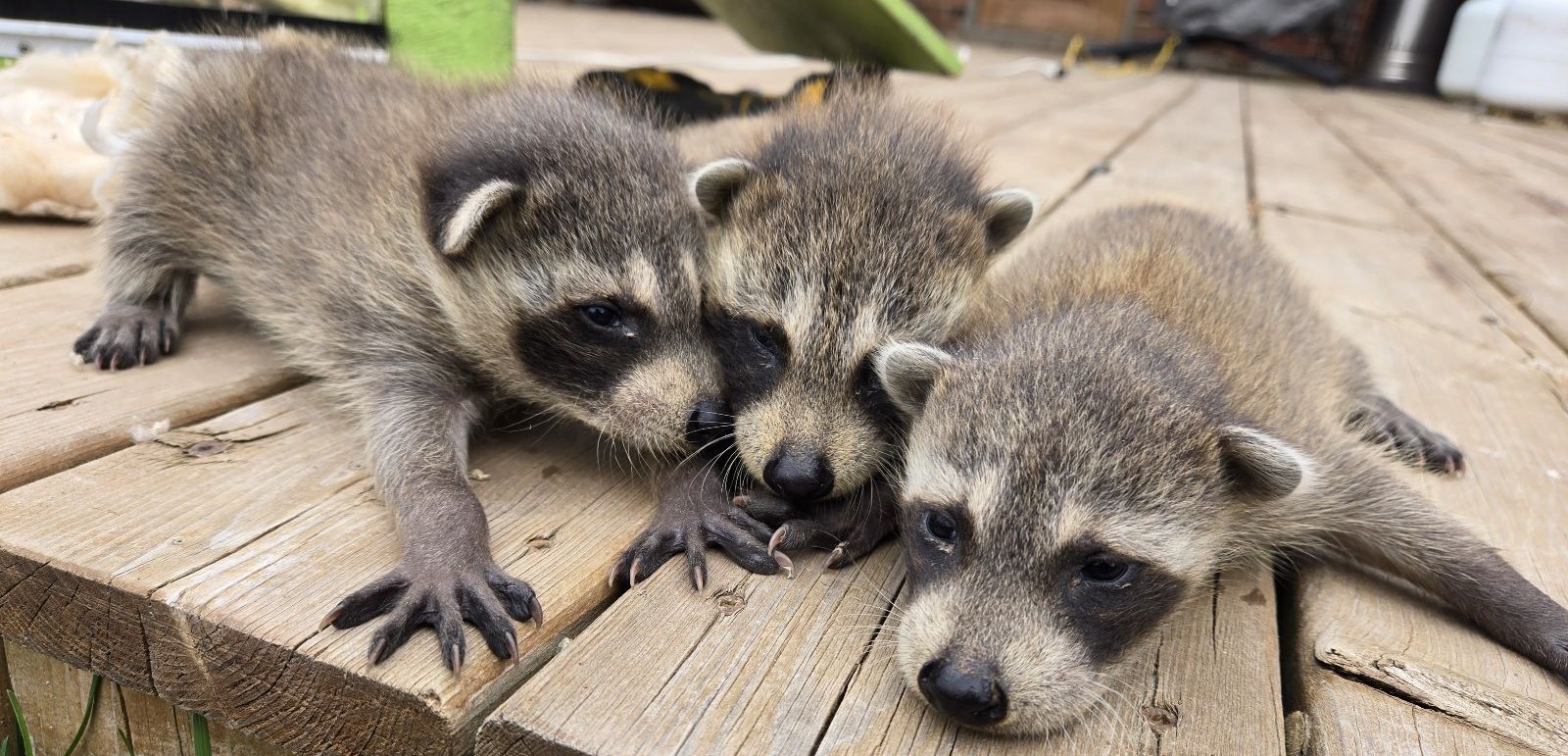 Raccoons And Rabies - Should You Be Afraid