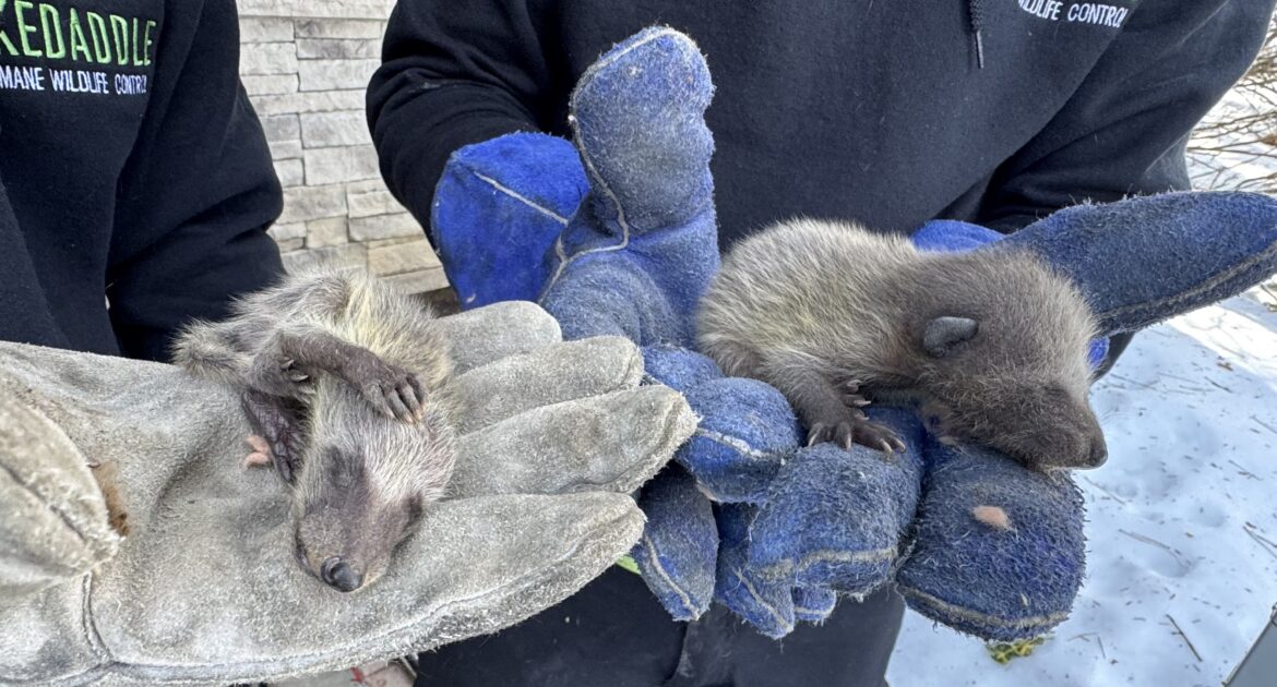 Raccoons Invading Your Yard