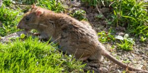 Rat-Borne Diseases - How They Spread to Humans