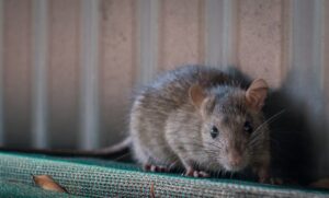 Rats In The City - How To Protect Your Older Home From An Infestation