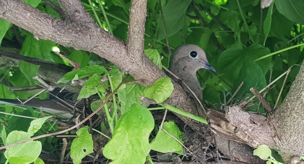 Should You Move A Bird's Nest Near Your Home?
