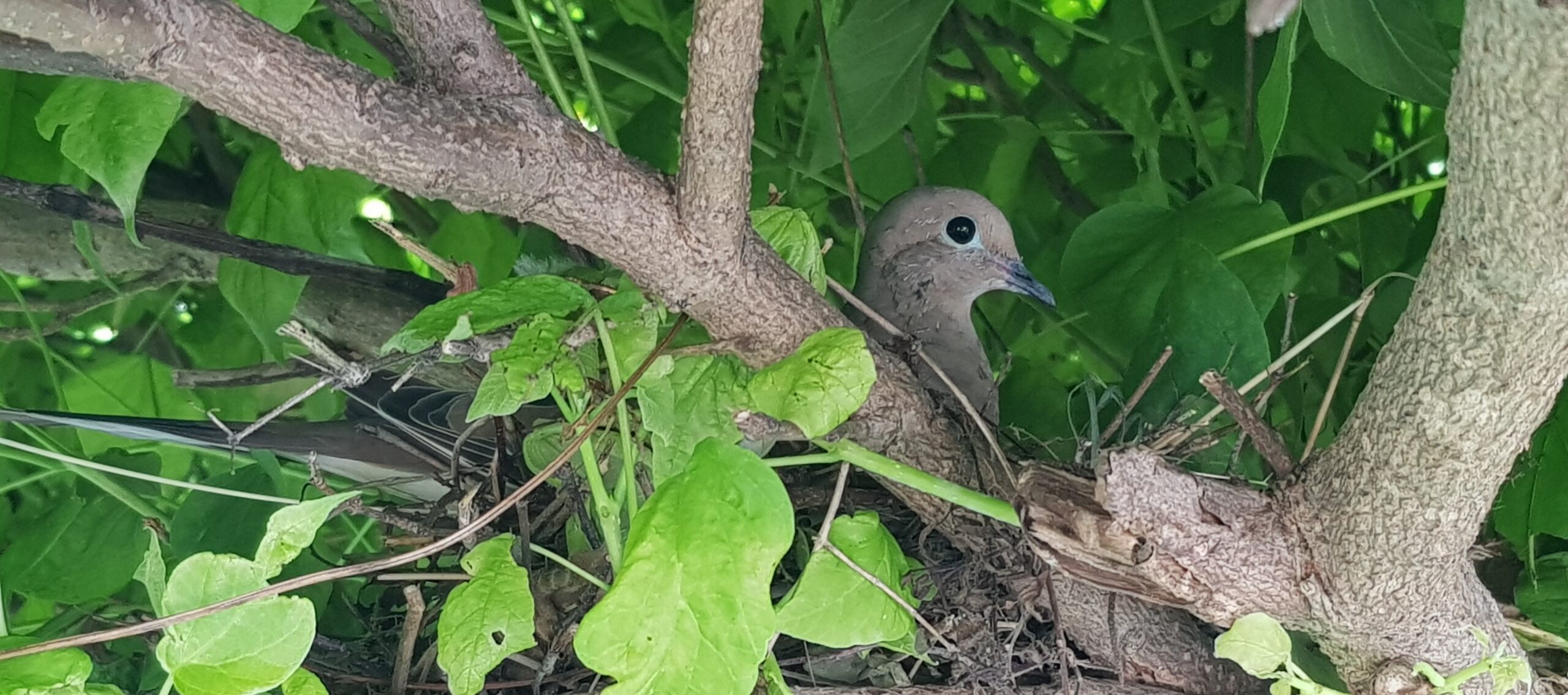 Should You Move A Bird's Nest Near Your Home?