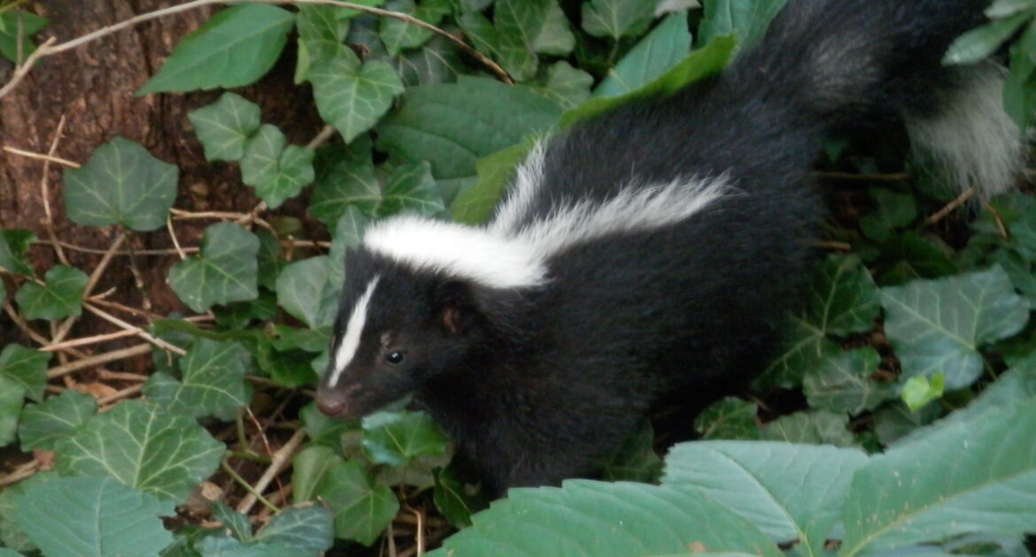 Skunk Removal 101 - How To Deal With These Unwanted Guests