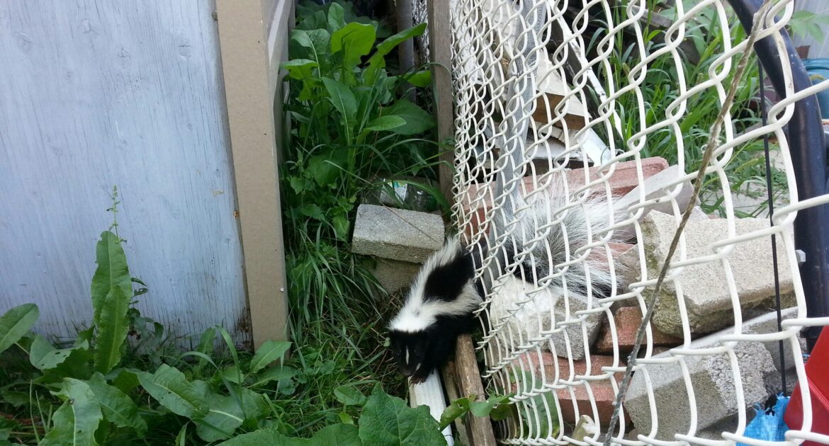 Skunk Romance Leads to Summer Challenges You Won’t Want to Ignore