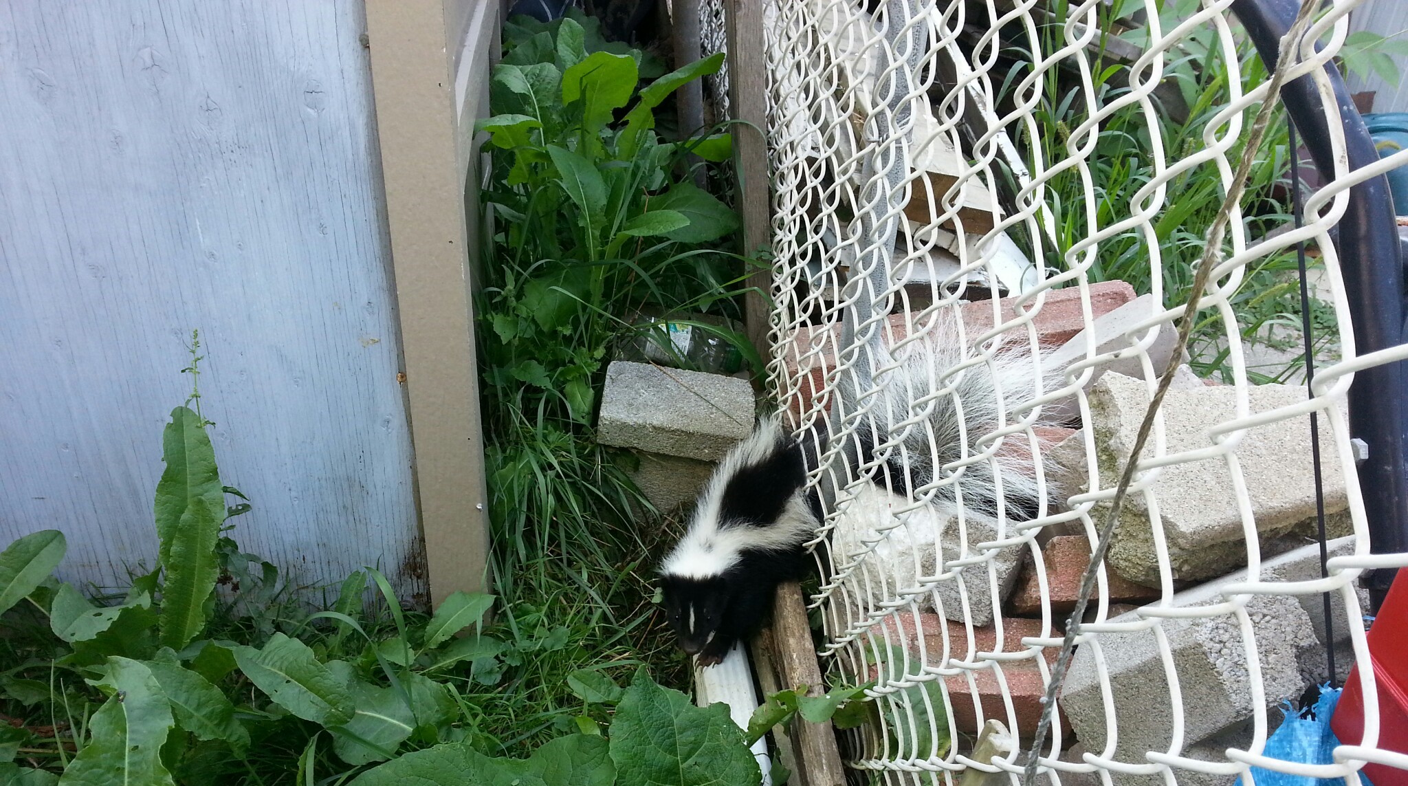 Skunk Romance Leads to Summer Challenges You Won’t Want to Ignore