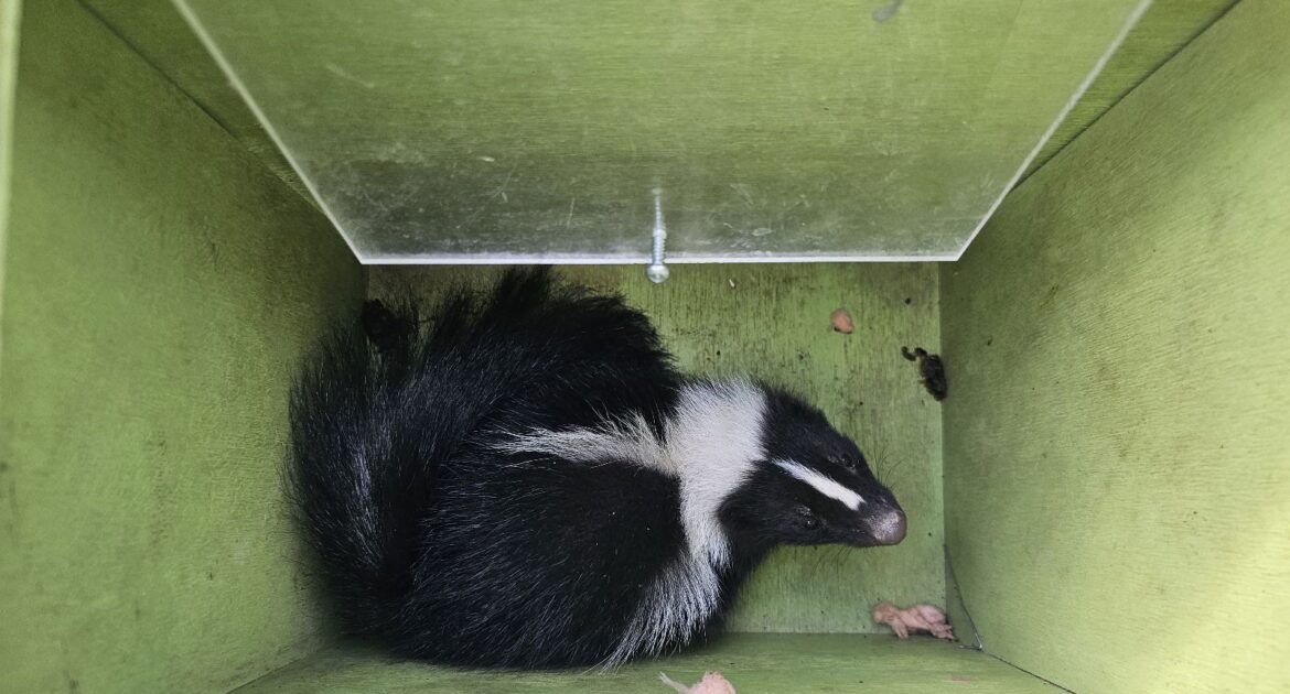 Skunks Uncovered - What They Eat and Your Top Questions Answered